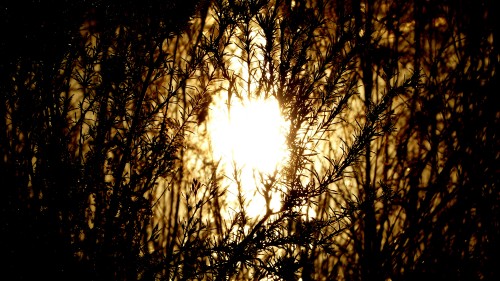 Glory with sharp undergrowth