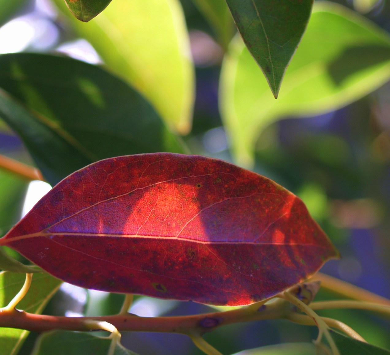 OLYMPUS DIGITAL CAMERA