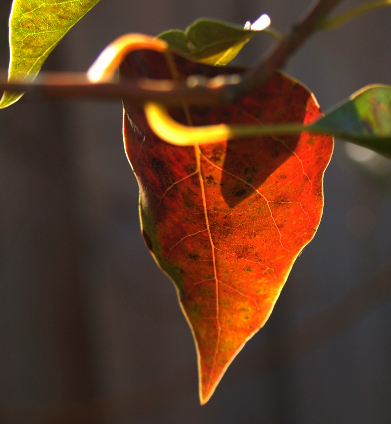 Happiness in God, through anything that happens.