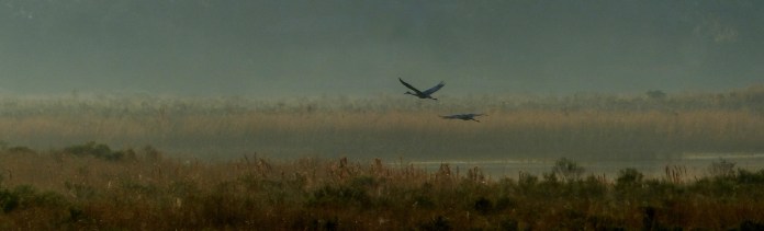 Sand hill cranes at great distance