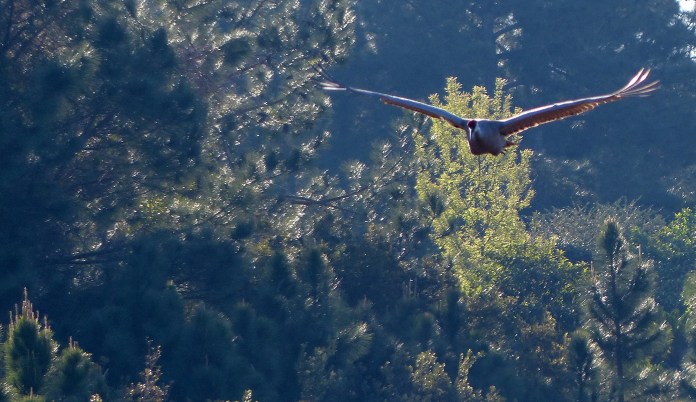Sand hill crane coming in fast