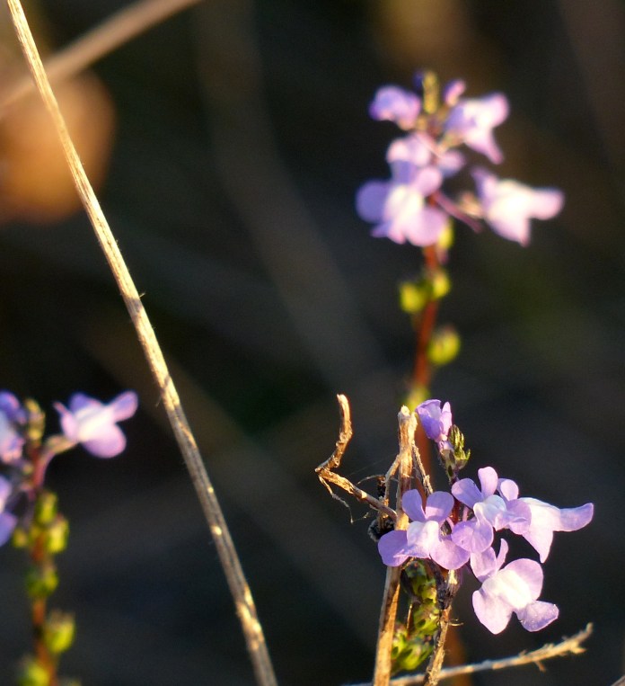 Toad flax in marsh intwined with grasses