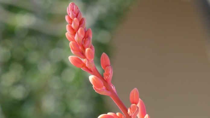 Sofot salmon blooms and stem