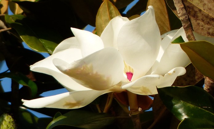 Magnolia bloom