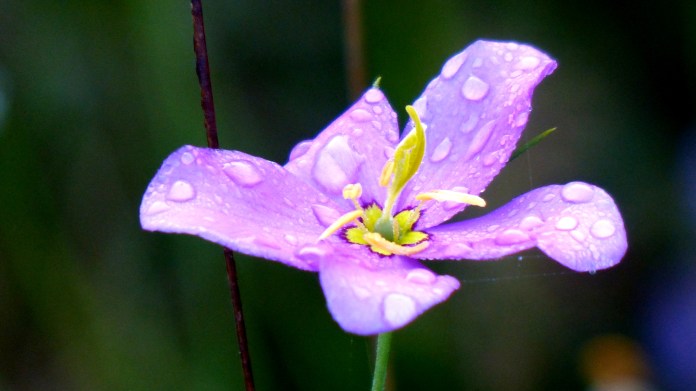Marsh pink umbrella up close