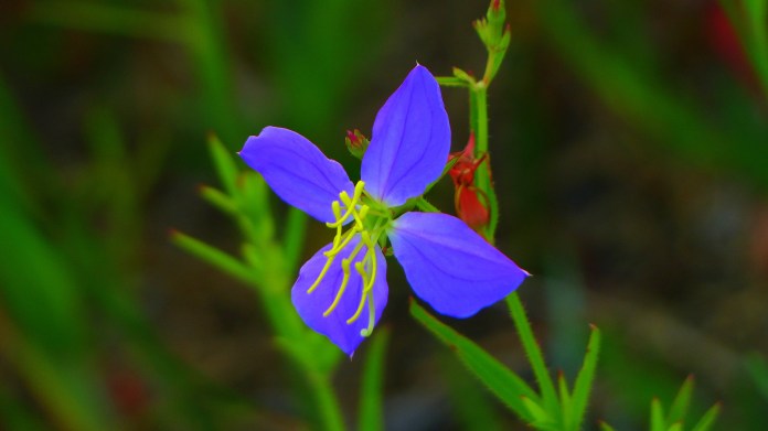 Meadow beauty with Disney level saturation